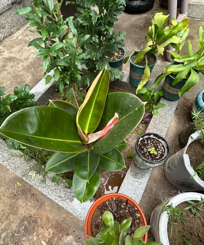 家庭养花用生根粉