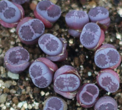 什么是生石花李夫人