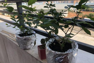 家庭养花用生根粉