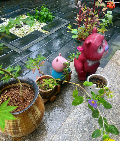 家庭养花用生根粉