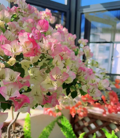 家庭养花用生根粉