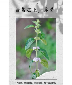 薄荷根有什么用处吗