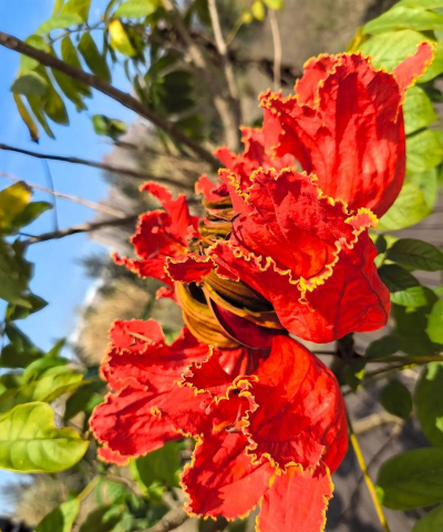 火焰金海岸是什么花