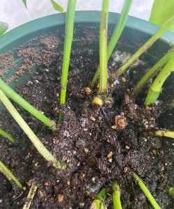 家庭养花用生根粉