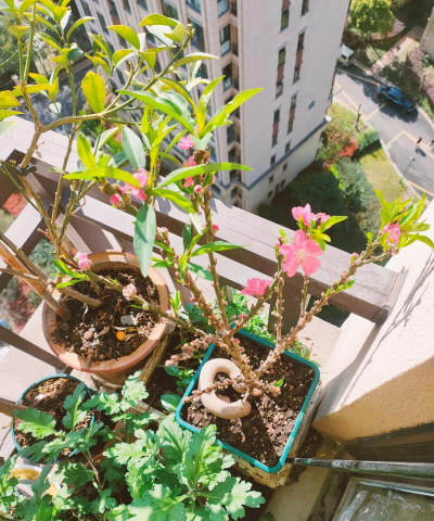 家庭养花用生根粉