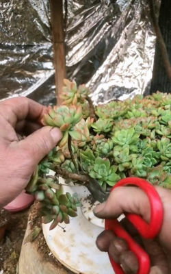 家庭养花用生根粉