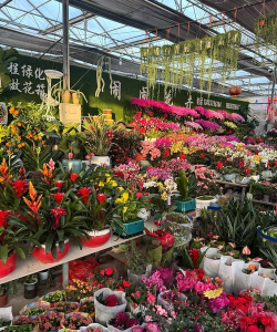 家庭养花用生根粉