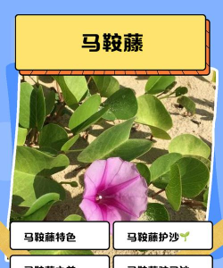 马鞍藤花的精神是什么