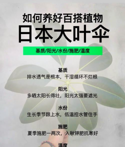 大叶伞什么时候施肥