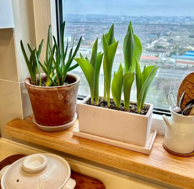 别墅园林绿化设计，打造私密空间，提升居住品质