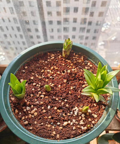 家庭养花用生根粉