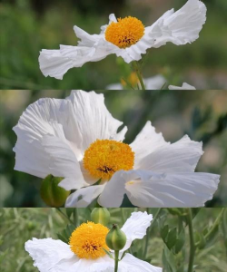 黄心白花瓣是什么花