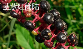 茎紫红商陆什么样子