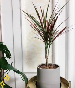 养七彩铁什么背景