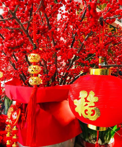 春节时有什么花最好看