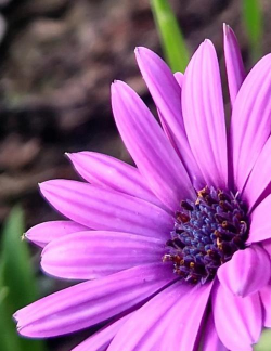 蓝目菊是什么科属