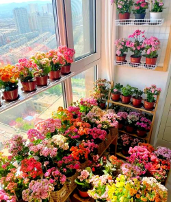 浙江种植什么花卉