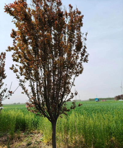 紫叶李是什么花材