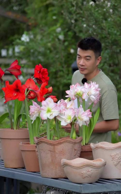 家庭养花用生根粉