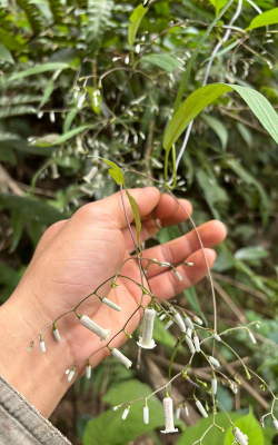 鸡屎藤花有什么用