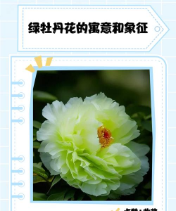 常青植物绿牡丹什么样