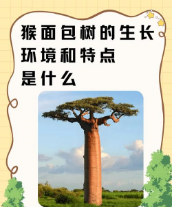 猴面包树属于什么植物