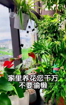 家庭养花用生根粉