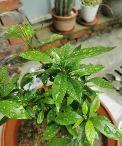 家庭养花用生根粉