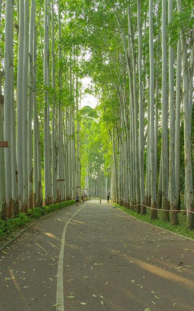 广西南宁有什么树