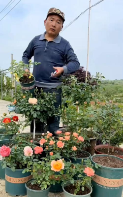 家庭养花用生根粉