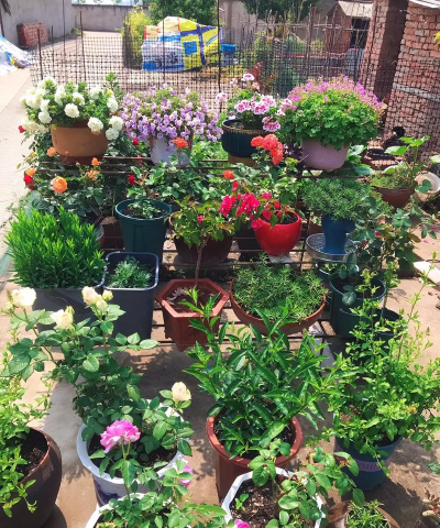 家庭养花用生根粉