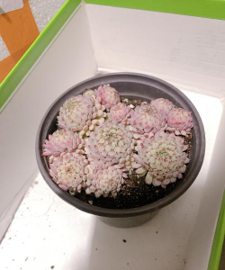 小红衣用什么盆种好