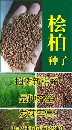 圆柏种子长什么样