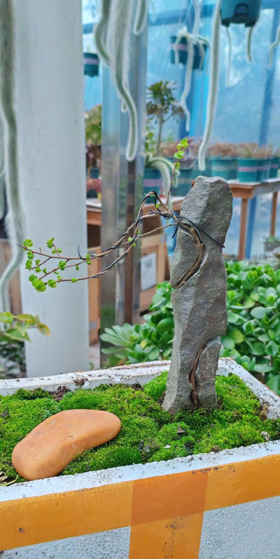 什么树可以做附石盆景