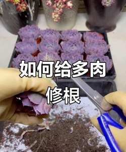 多肉根用什么药清洗