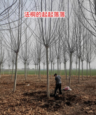 速生法桐栽培与养护