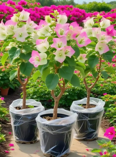 家庭养花用生根粉