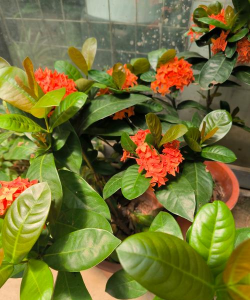 龙船花什么时候发芽