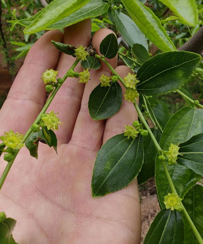 家庭养花用生根粉