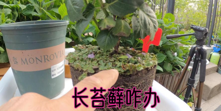 家庭养花用生根粉