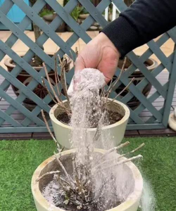 家庭养花用生根粉