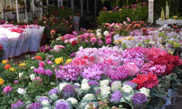 丽江花卉市场有什么花