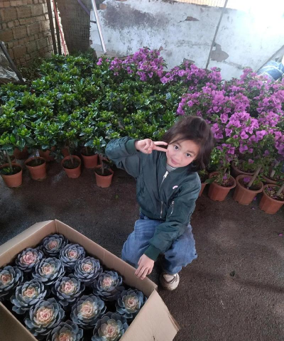 家庭养花用生根粉