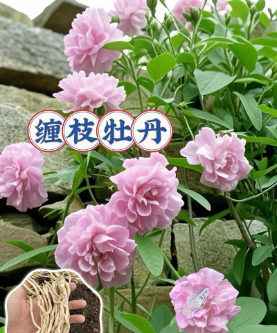 家庭养花用生根粉