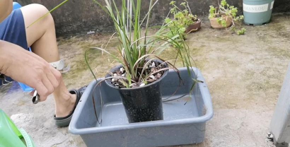 家庭养花用生根粉