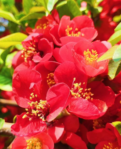 长刺的海棠是什么品种