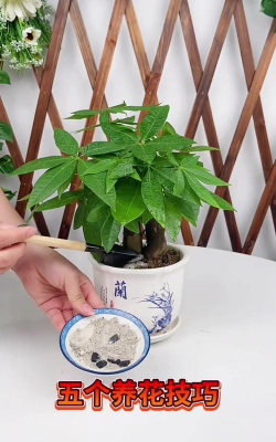 家庭养花用生根粉