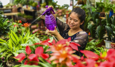 家庭养花用生根粉