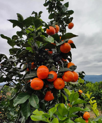 中柑所杂交橘柑品种——金秋砂糖橘