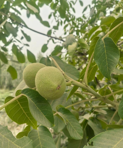 种核桃养花行吗